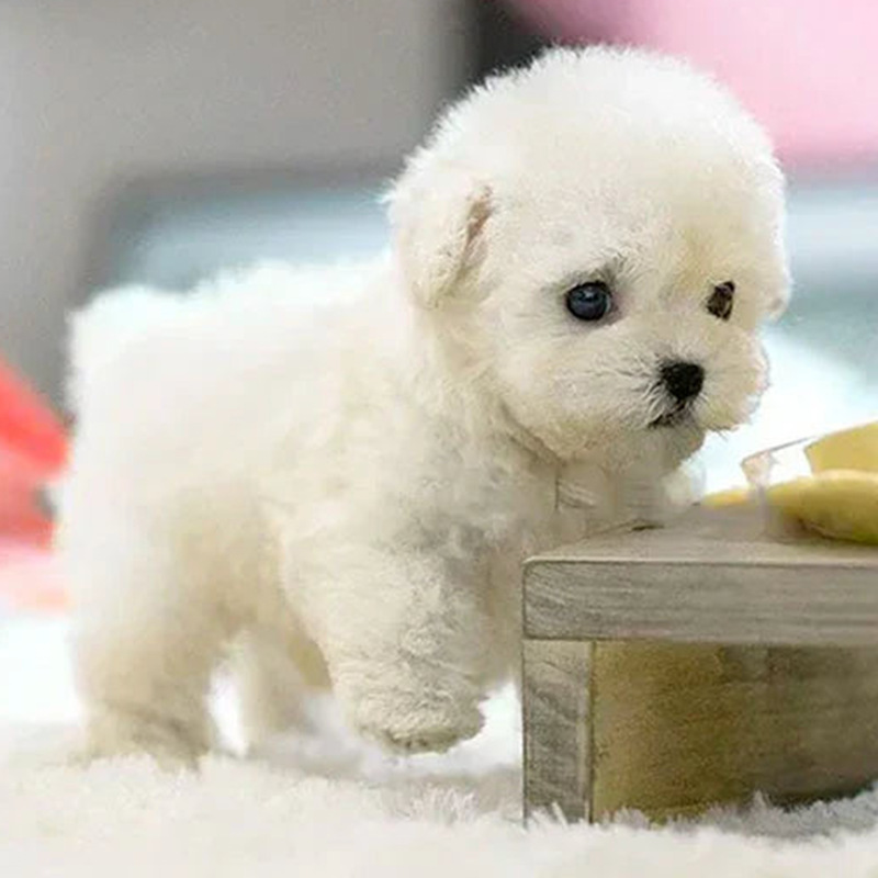 🥰💟Lindo robot de peluche de cachorro: puede ladrar, caminar y mover la cola.