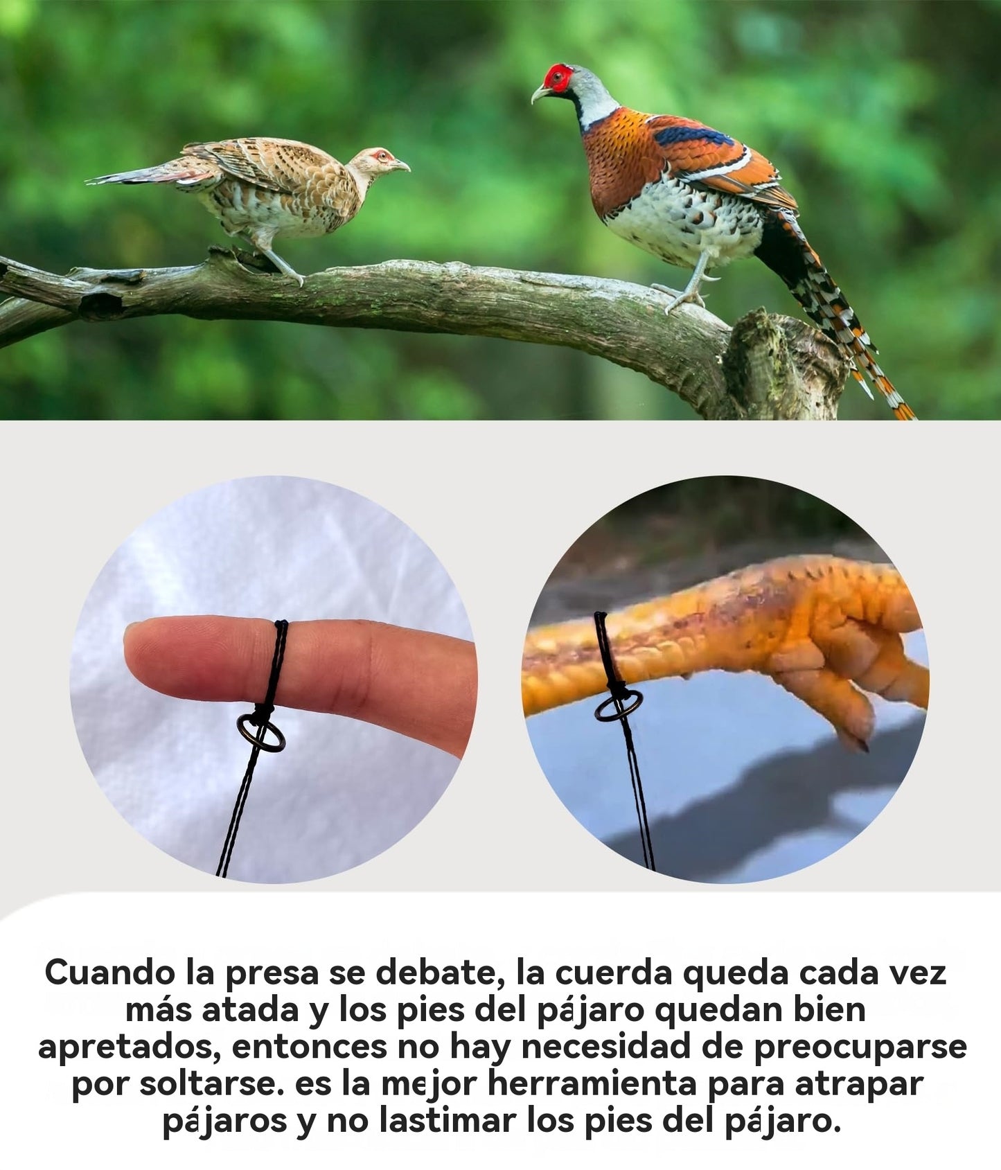 🦆🐓【Compra 3 y llévate 2 gratis】 Jaula para pájaros de tamaño mediano, adecuada para gallinas, faisanes, patos salvajes, perdices y patos.